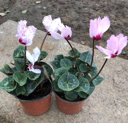 仙客來球跟怎么種 仙客來球跟怎么種