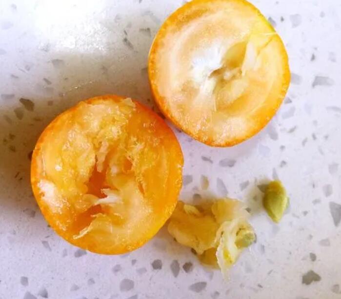 金桔種子怎么種法