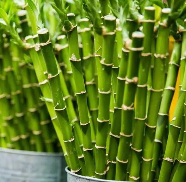 種竹子怎么壓石頭