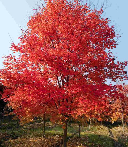 美國楓葉樹怎么種