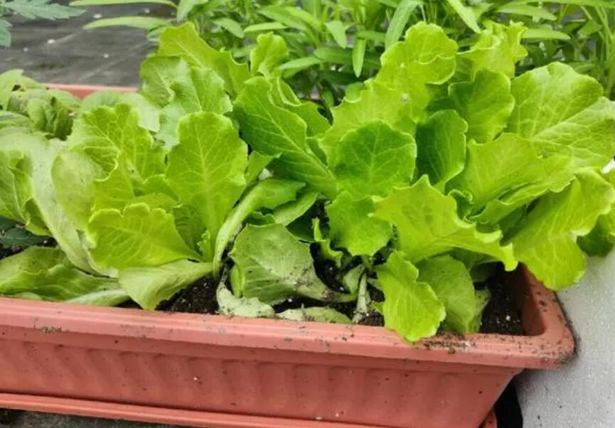 陽臺種生菜怎么追肥