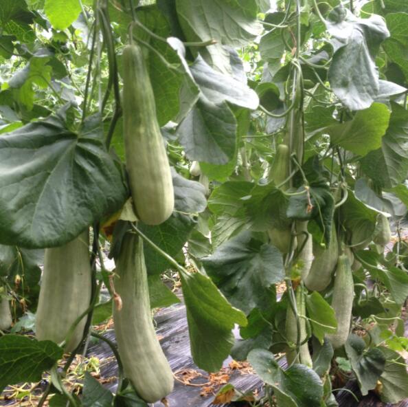 羊角蜜苗怎么種