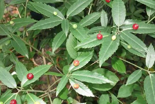 紅花青莢怎么種