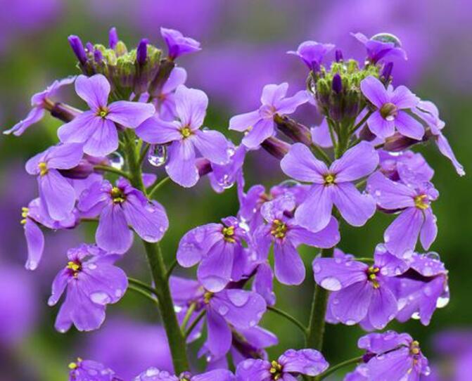 香花芥種子怎么種 香花芥種子怎么種