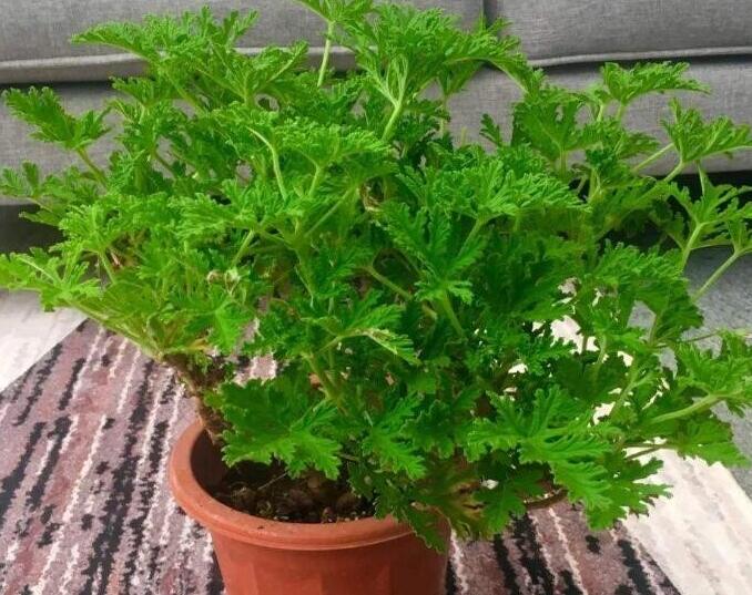 驅蚊花根怎么種