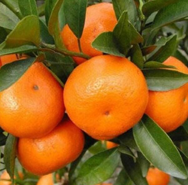 新種柑橘怎么剪枝