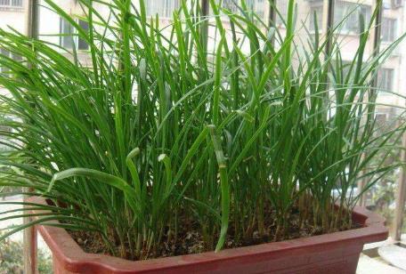 夏天怎么陽臺種韭菜