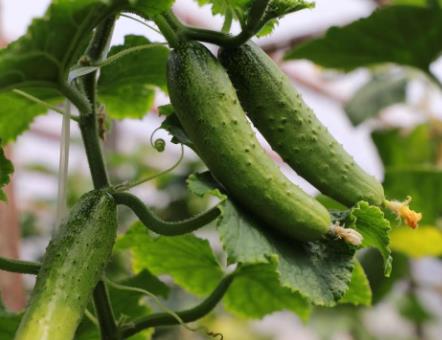 最美黃瓜種子怎么種