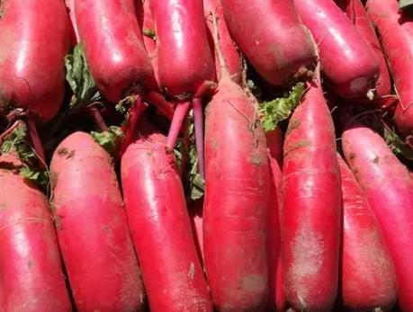 小水果蘿卜怎么種