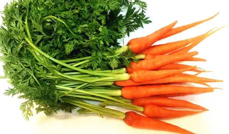 手指蘿卜種子怎么種 手指蘿卜種子怎么種