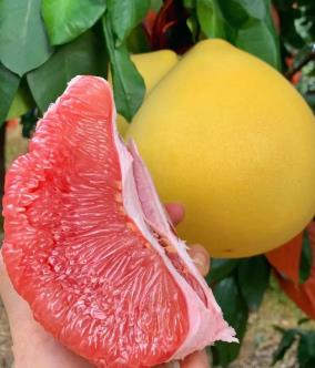 蜜柚怎么種出來的