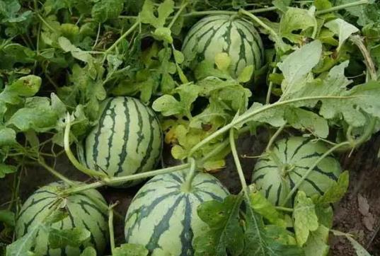 春天種西瓜怎么不死