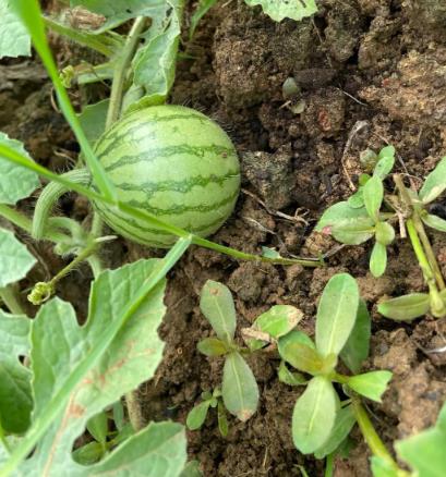 北方旱地怎么種西瓜