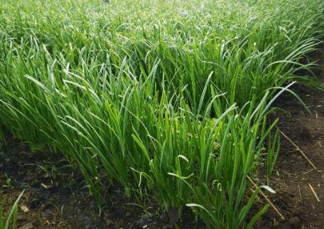 種植韭菜需要以下步驟