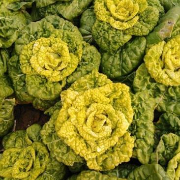 黃心菜籽怎么種