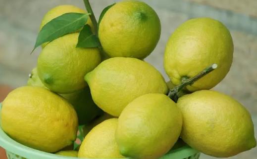 臺灣青檸怎么種