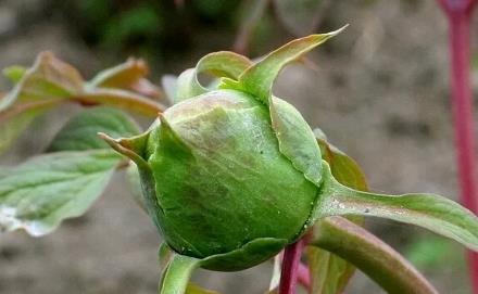 矮牡丹種子怎么種