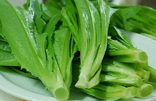 油麥菜怎么種啊