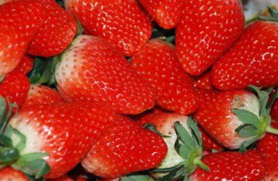 紅袖草莓種苗怎么種 紅袖草莓種苗怎么種