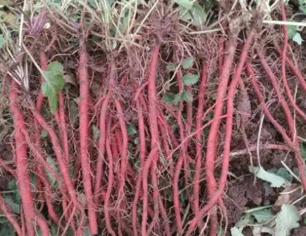 丹參的種子怎么種