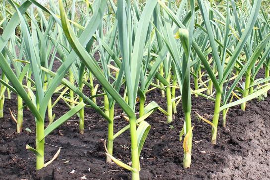 大蒜苗怎么種方式