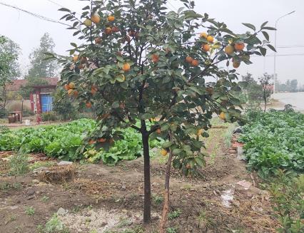 市子樹苗怎么種