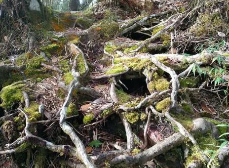 下山樹根怎么種活 下山樹根怎么種活