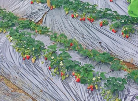 基地草莓種苗怎么種