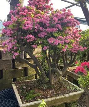 杜鵑原生樁怎么種