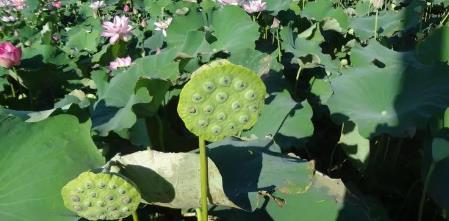 荷花籽怎么種才好