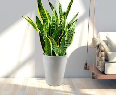 冬天怎么種虎皮蘭