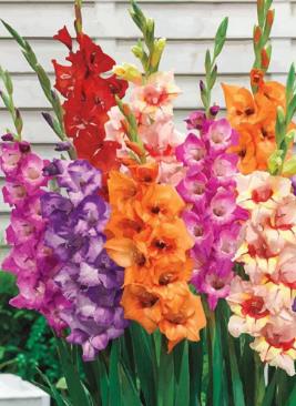 劍蘭種球怎么收