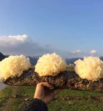 草本栽培銀耳怎么種