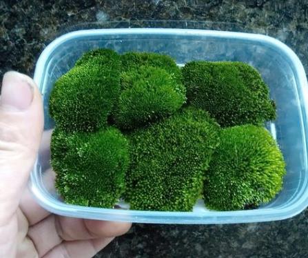 苔蘚種子粉怎么種