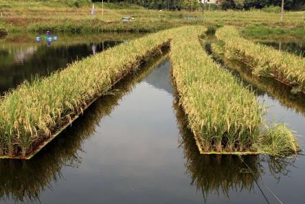 水上種水稻怎么收割