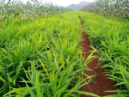 怎么種姜才能豐收