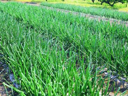 大慶白露怎么種蔥