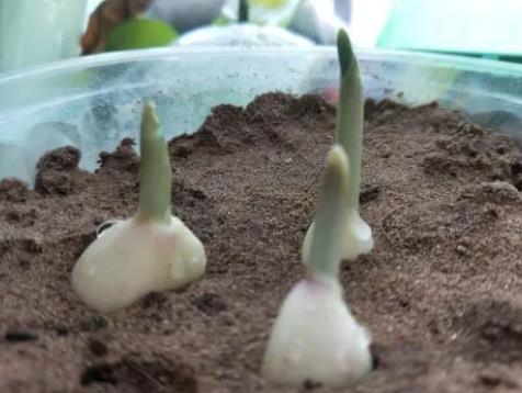 怎么種大蒜讓開花