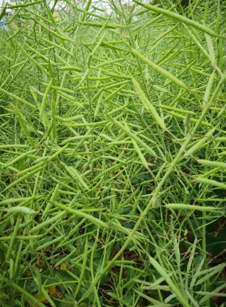 菜籽怎么種才能長芽 菜籽怎么種才能長芽