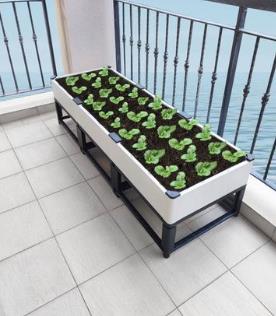 陽臺種菜方法怎么種