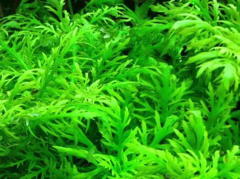魚缸觀賞草怎么種