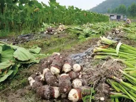 種芋頭怎么耕地最好