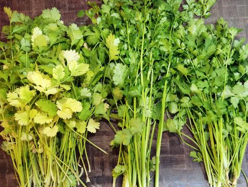 農村夏天香菜怎么種