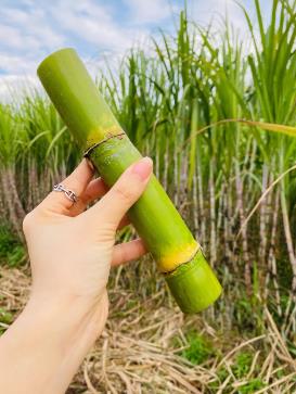 甘蔗怎么種才長