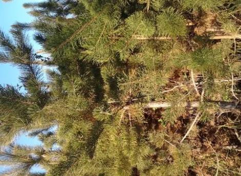 螞蟻莊園怎么種樟子松