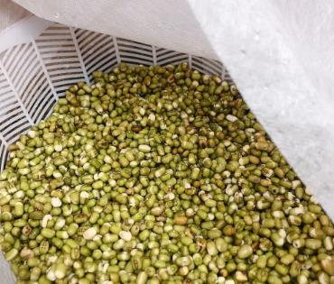 怎么種綠豆的方法