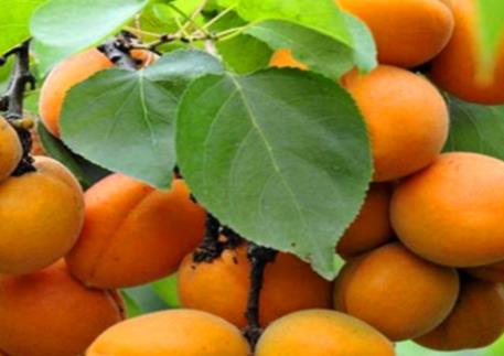 怎么用杏仁種杏樹