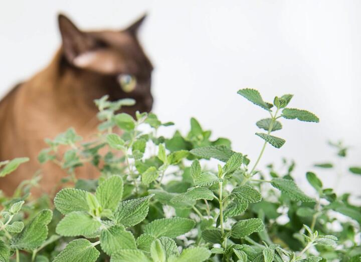 貓薄荷對貓有什么作用