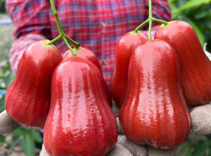 蓮霧有什么功效和作用