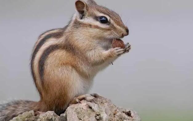 松鼠的尾巴有什么作用